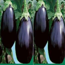 SBJEI-FRESH ROUND PURPLE EGGPLANT